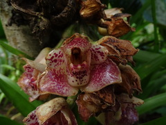 Lycomormium ecuadorense