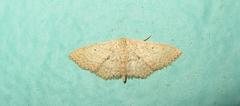 Scopula lactaria