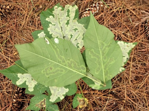 Poison Ivy Leaf-miner Moth