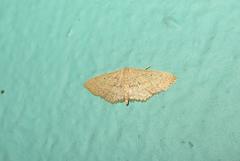 Scopula lactaria