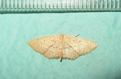 Scopula lactaria
