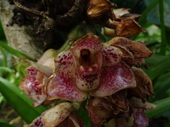 Lycomormium ecuadorense