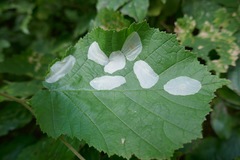 Phyllonorycter coryli
