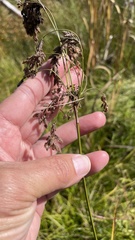 Scirpus atrocinctus