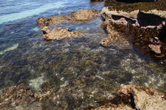 Sargassum incisifolium