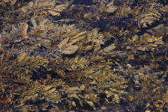Sargassum incisifolium