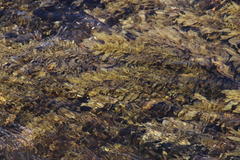 Sargassum incisifolium