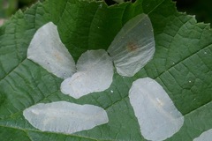 Phyllonorycter coryli