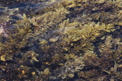 Sargassum incisifolium