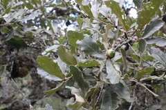 Quercus deserticola