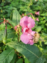 Impatiens glandulifera
