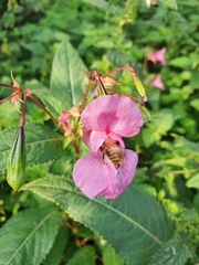 Impatiens glandulifera