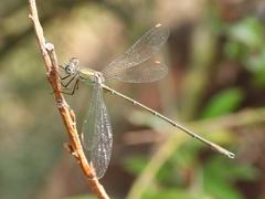 Chalcolestes viridis