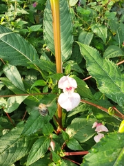 Impatiens glandulifera