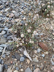 Eriogonum grande