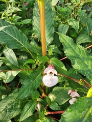 Impatiens glandulifera