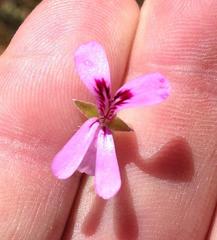 Pelargonium laevigatum laevigatum