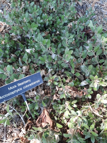 Arctostaphylos X coloradensis