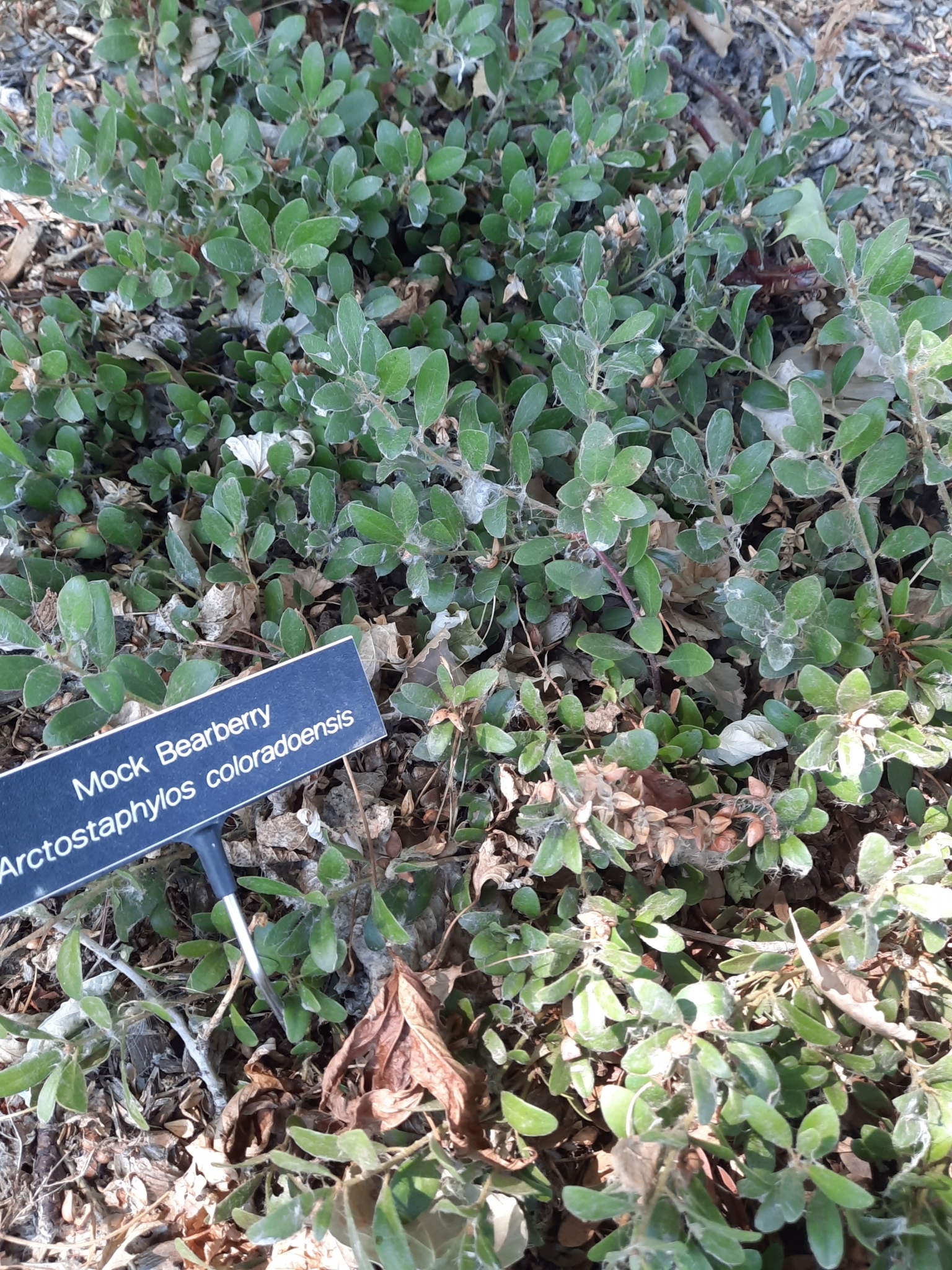 Arctostaphylos X coloradensis