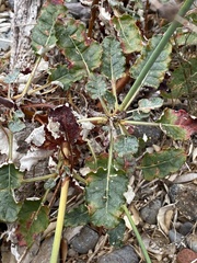 Eriogonum grande