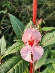 Impatiens glandulifera