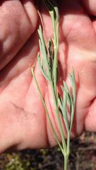 Pelargonium laevigatum laevigatum