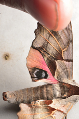 Smerinthus saliceti