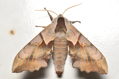 Smerinthus saliceti