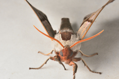 Smerinthus saliceti
