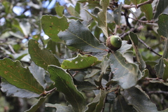 Quercus deserticola