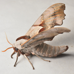 Smerinthus saliceti