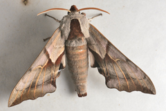 Smerinthus saliceti