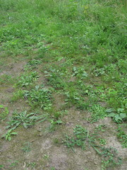 Hydrocotyle ramiflora