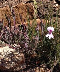 Pelargonium laevigatum laevigatum