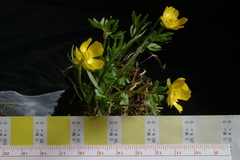 Ranunculus karelinii