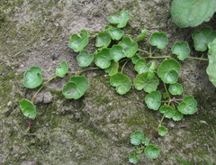 Hydrocotyle ramiflora