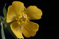 Ranunculus karelinii