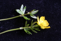 Ranunculus karelinii