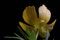 Ranunculus karelinii
