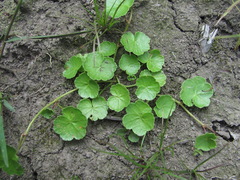 Hydrocotyle ramiflora