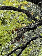 Melanerpes carolinus image