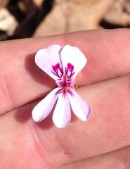 Pelargonium laevigatum laevigatum