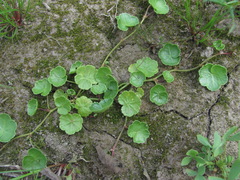 Hydrocotyle ramiflora