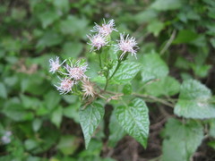 Tamaulipa azurea