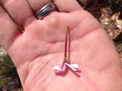 Pelargonium laevigatum laevigatum