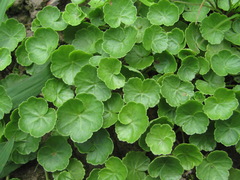 Hydrocotyle ramiflora