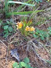 Romulea setifolia belviderica