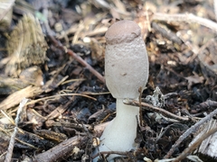 Leucocoprinus ianthinus