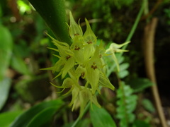 Pleurothallis chloroleuca