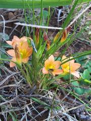Romulea setifolia belviderica
